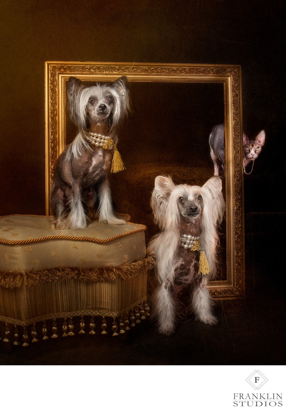 Old Town Scottsdale Dog Photographer