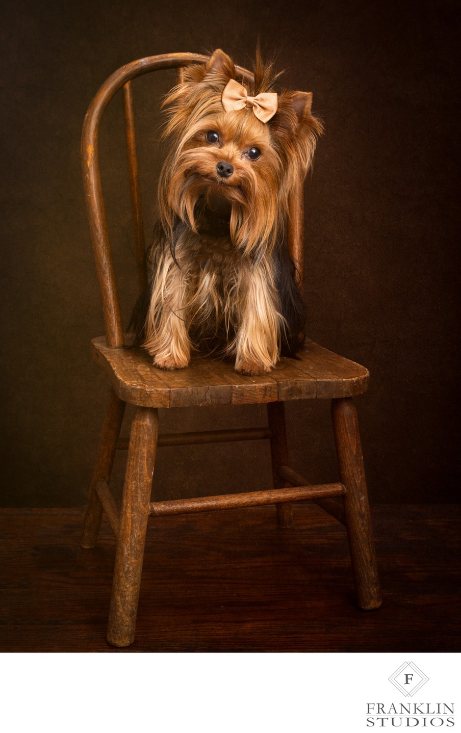 Luxury Portraits for Dogs, Artistry in Every Shot