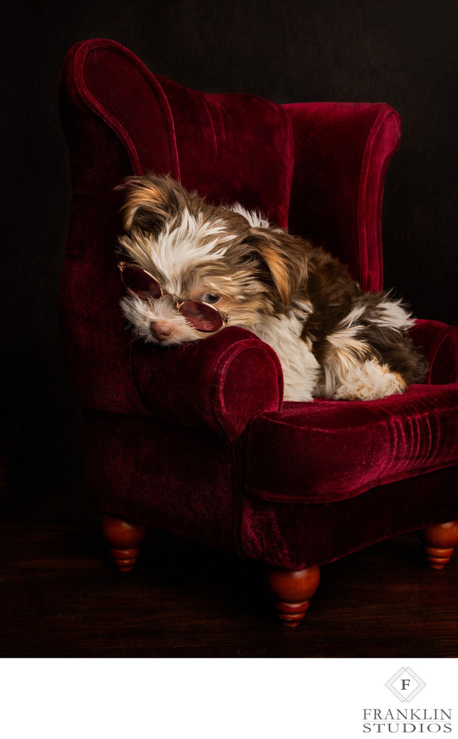 Scottsdale AZ Pet Puppy Photography