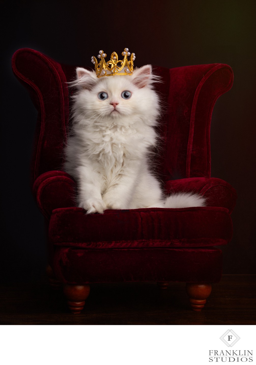 Photography Of Spoiled Cats 