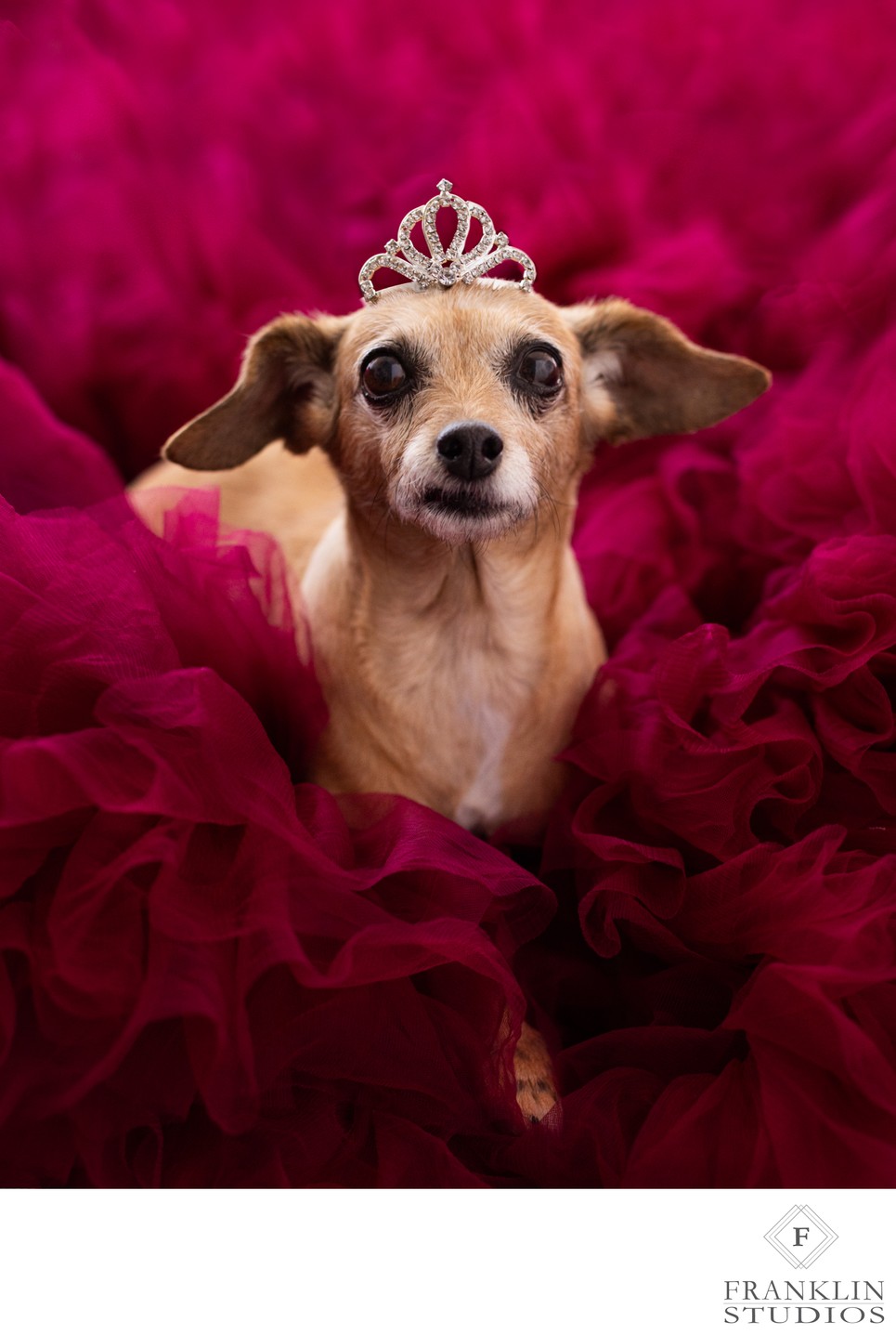 Photoshoots for family pets in Scottsdale 