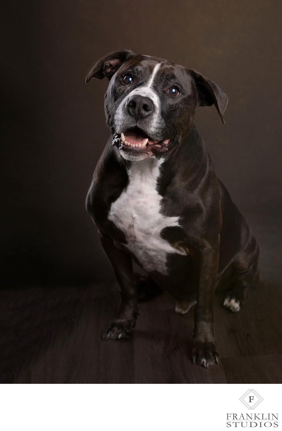 Scottsdale Pet Photographer: Artistic and Heartfelt Pet Photos