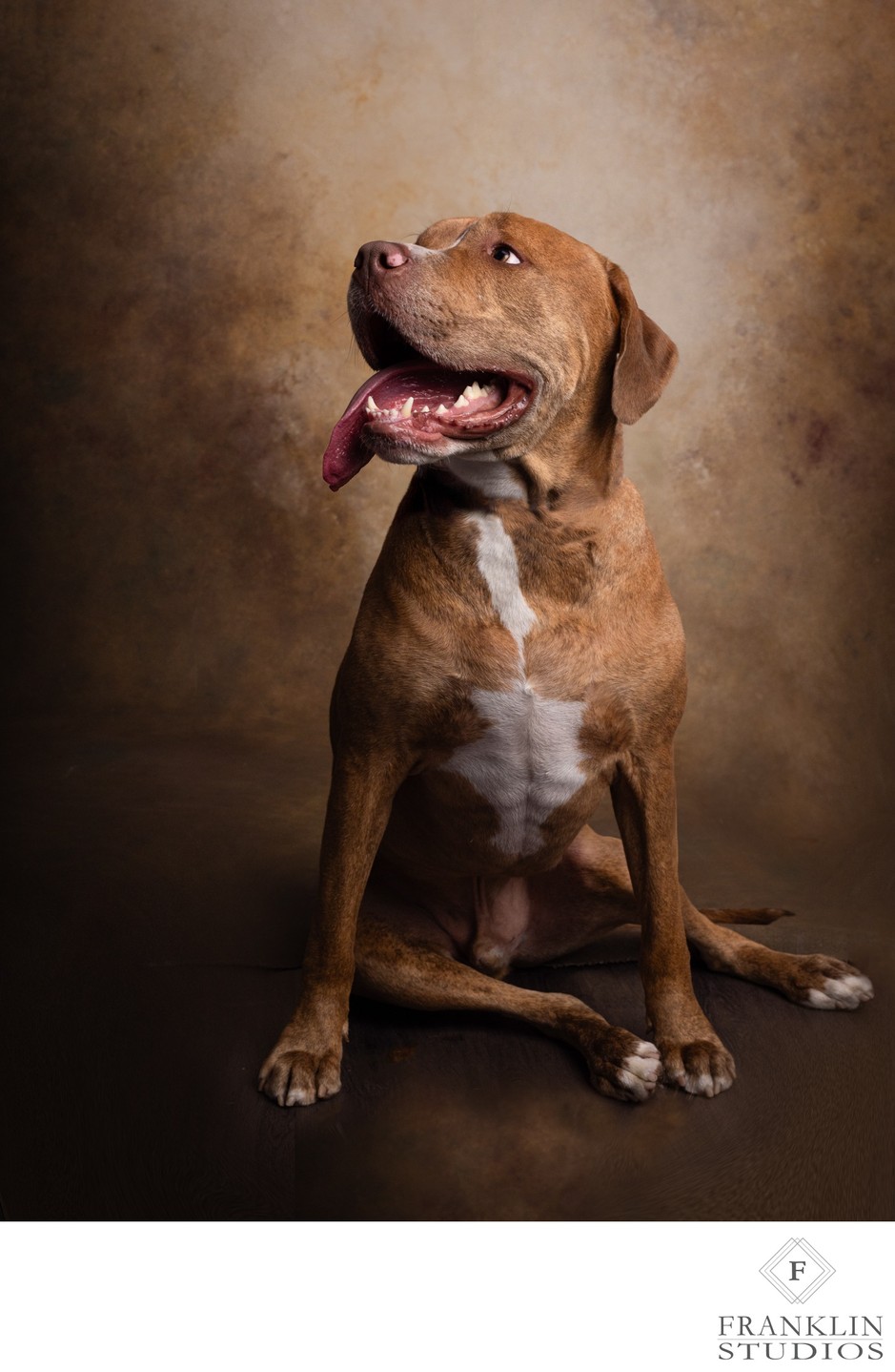 One-of-a-Kind Pet Photos: Distinctive Pet Portraits 