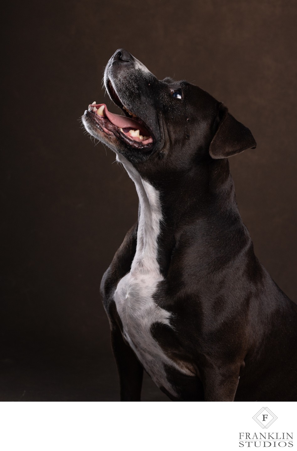 Fur-tastic Photography for Pets in Scottsdale, Arizona 