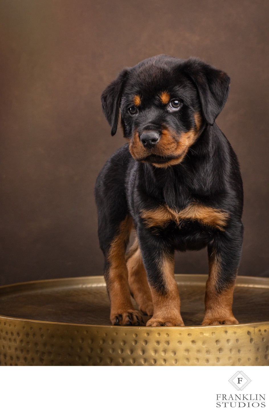 Rottweiler Pet Photography in Studio Near Phoenix