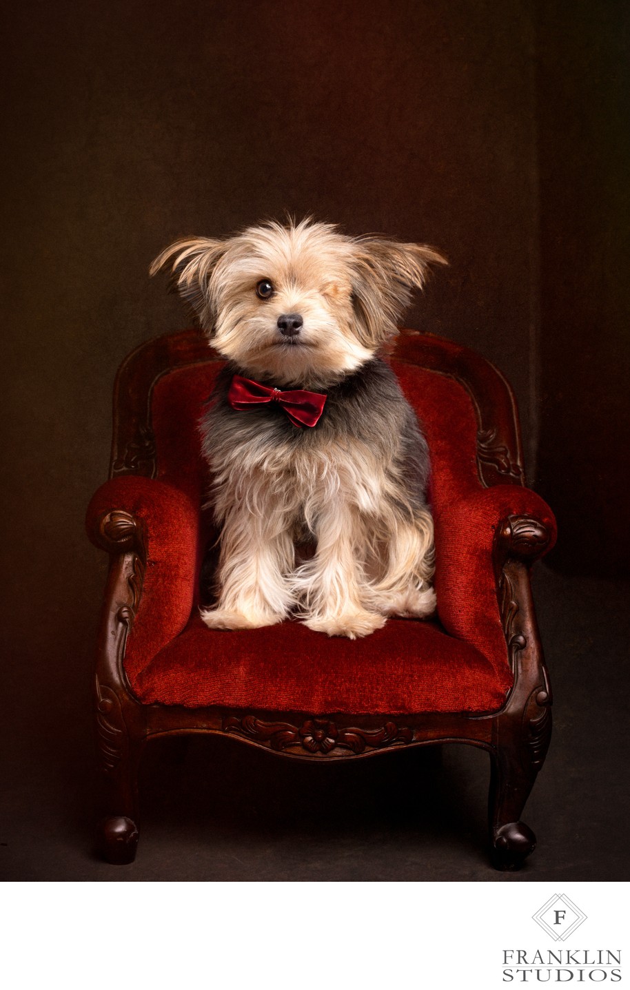 Scottsdale-luxury-dog-portrait-rescue-dog-red-chair