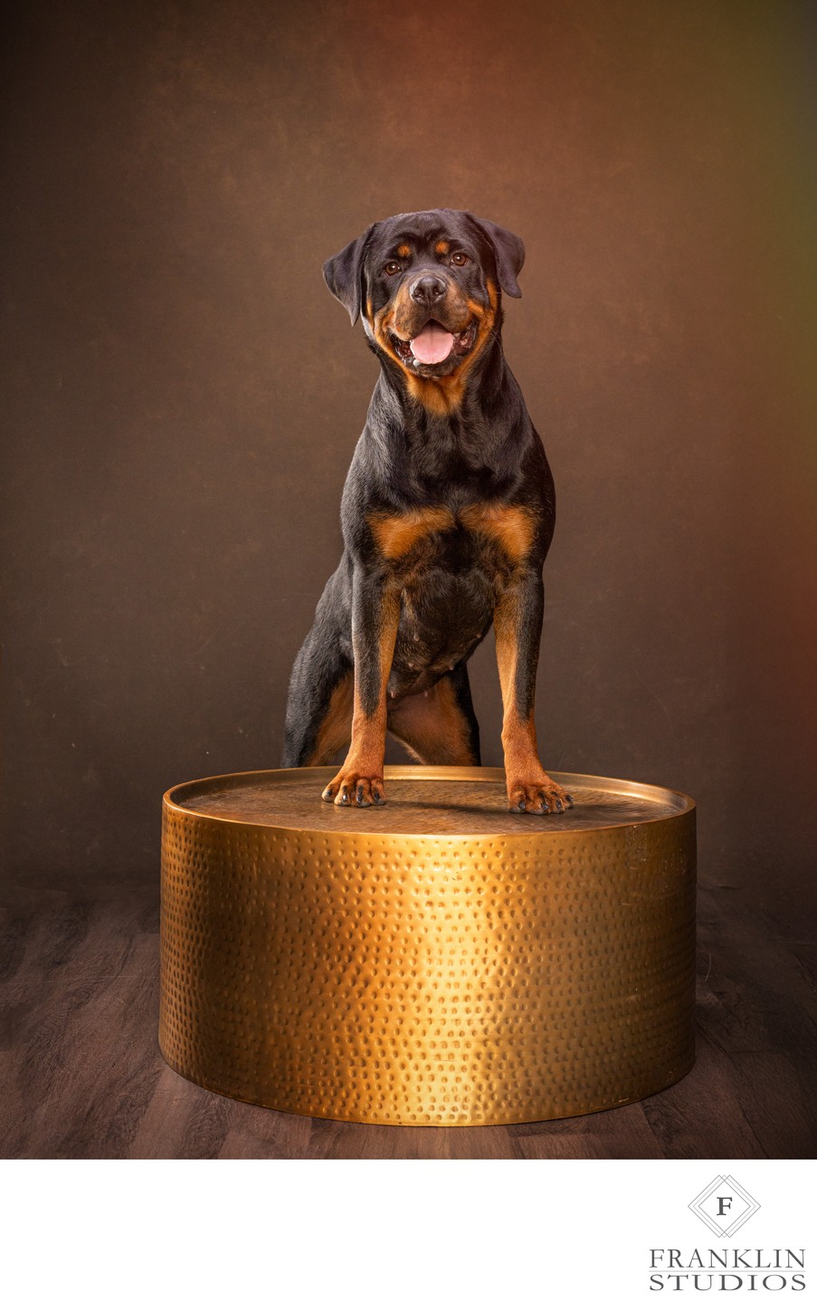 timeless-luxury-dog-portrait-Rottweiler-Scottsdale