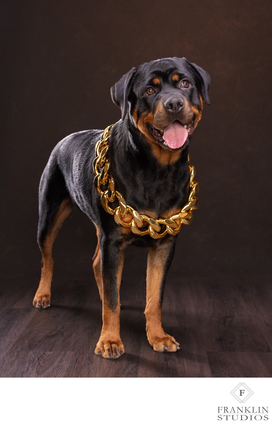 Luxury-Rottweiler-Portrait-with-Gold-Chain-Collar