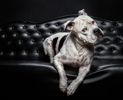 Pet Photography With A distinctive Vision in Scottsdale