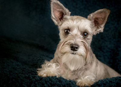 Cute Schnauzer professional photo