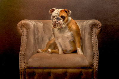 Bulldog Portraits in Scottsdale