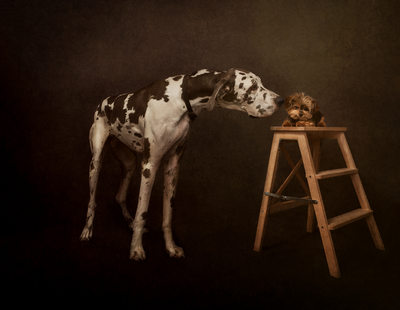 Elevated Pet Photography