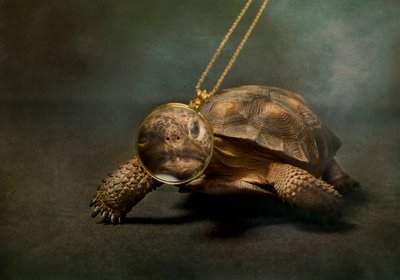 Fine Art Pet Photographer - Tortoise