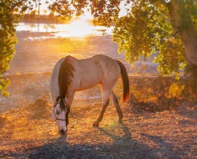 Scottsdale Horse Photographer
