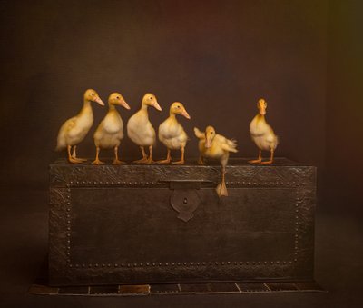 Scottsdale Pet Photographer Ducks