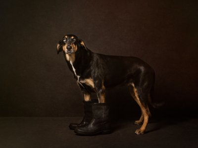 Studio Photography of dogs 