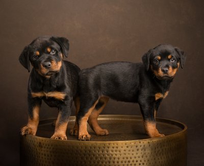 Timeless Pet Photography For Families Who Love Their Pets