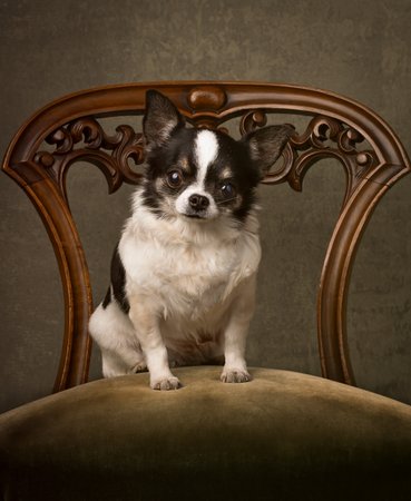 Cherished Pet Portraits near Ancala in Scottsdale 