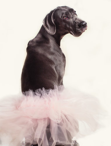 Dog Photoshoot with Outfits