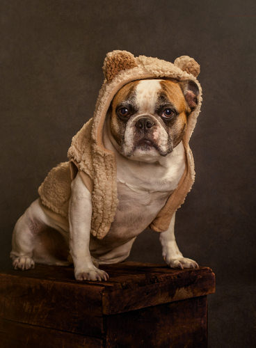 Cute French Bulldog in Teddy Bear Hoodie