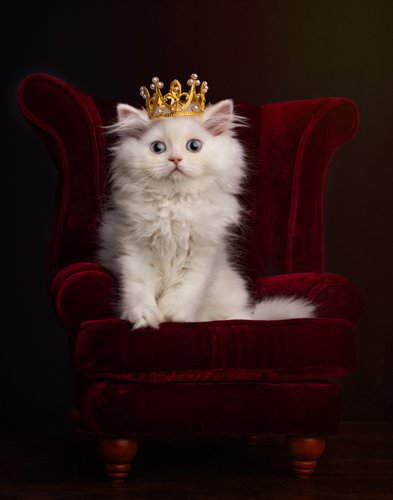 Photography Of Spoiled Cats 