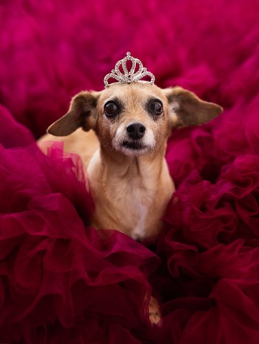 Photoshoots for family pets in Scottsdale 