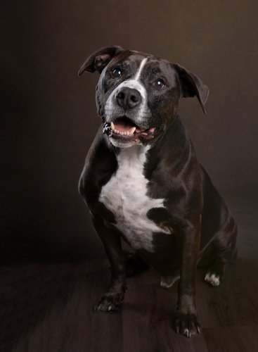 Scottsdale Pet Photographer: Artistic and Heartfelt Pet Photos