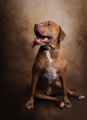 One-of-a-Kind Pet Photos: Distinctive Pet Portraits 