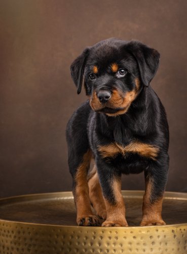 Rottweiler Pet Photography in Studio Near Phoenix