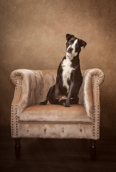 Fabulous Portraits of Fancy Pets