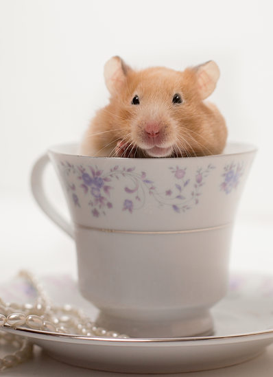 Adorable hamster in a tea cup photo, Franklin Studios