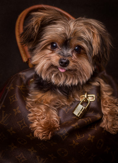 Small Dog Luxury Pet Photography Experience 