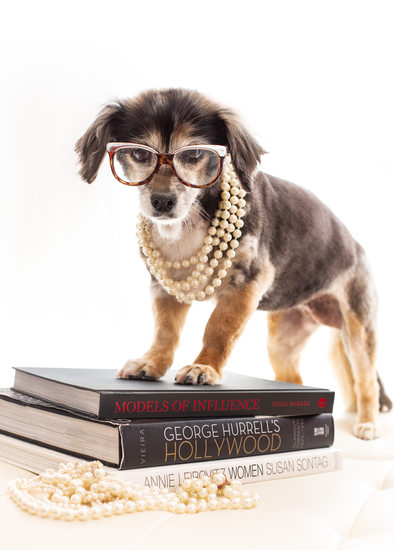 Scottsdale Pet Photographs 
