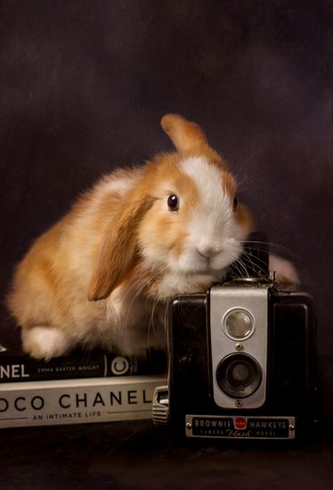 Scottsdale Exotic Pet Photographer