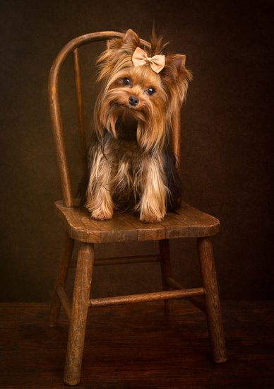 Luxury Portraits for Dogs, Artistry in Every Shot