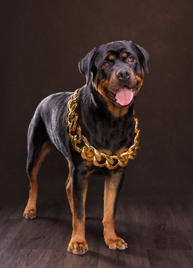Luxury-Rottweiler-Portrait-with-Gold-Chain-Collar