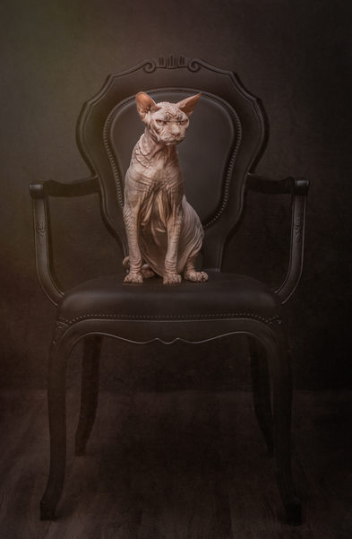 Grumpy Hairless Cat Portrait
