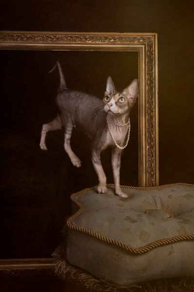 Dynamic Cat Portraits