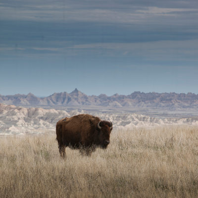 lone bison 01