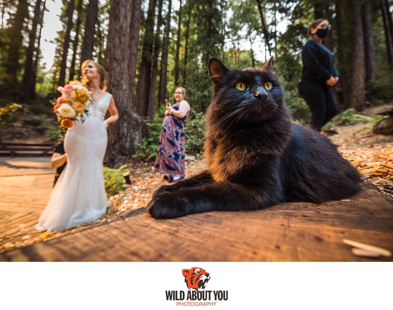 Berkeley redwoods wedding photographer