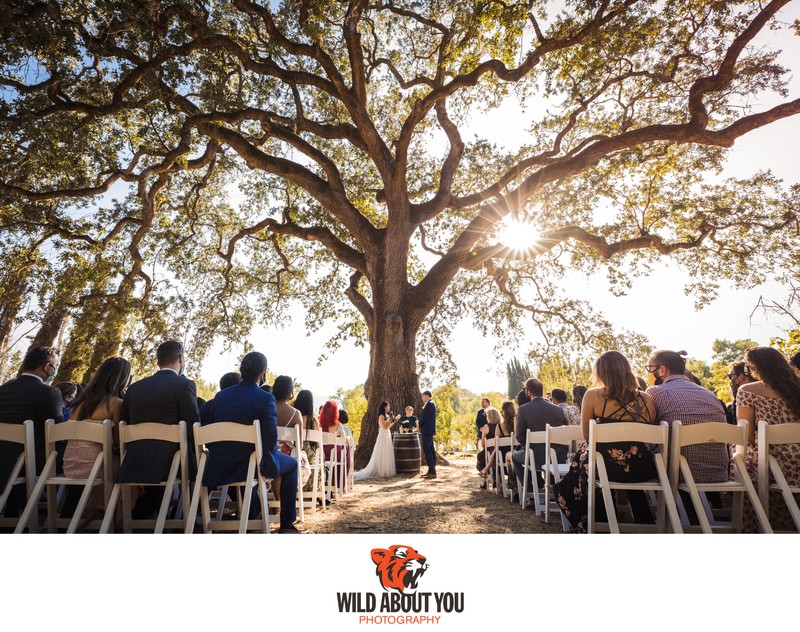 Wine Country wedding photographers