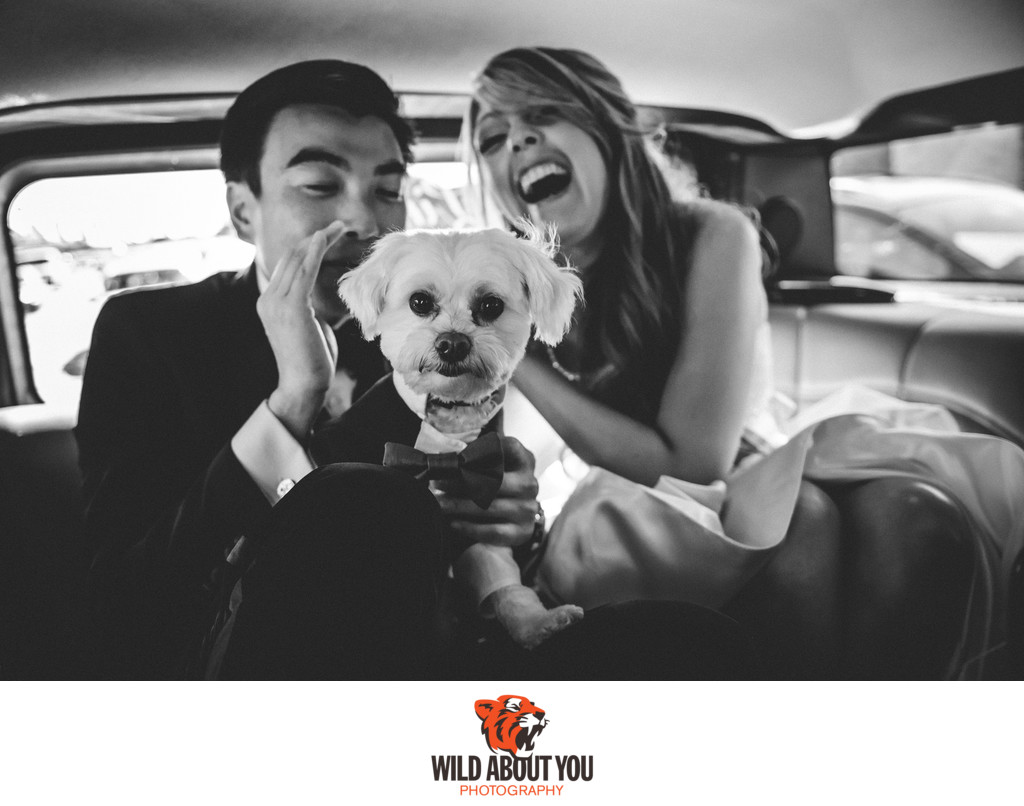 San Francisco Wedding Dog Photography