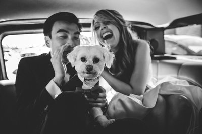 San Francisco Wedding Dog Photography