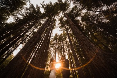 Redwoods Bay Area Wedding Photographers