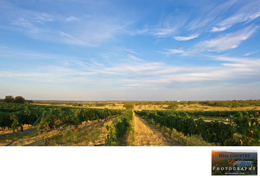 Robert Clay Vineyard Merlot vines Landscape Mason Texas