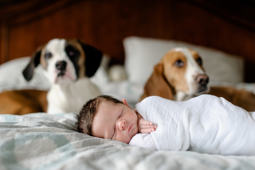 Newborn Portrait with Dogs