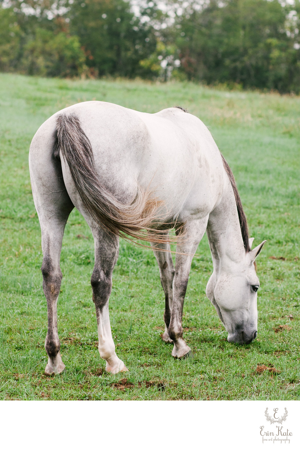 Gray Horse Grazing