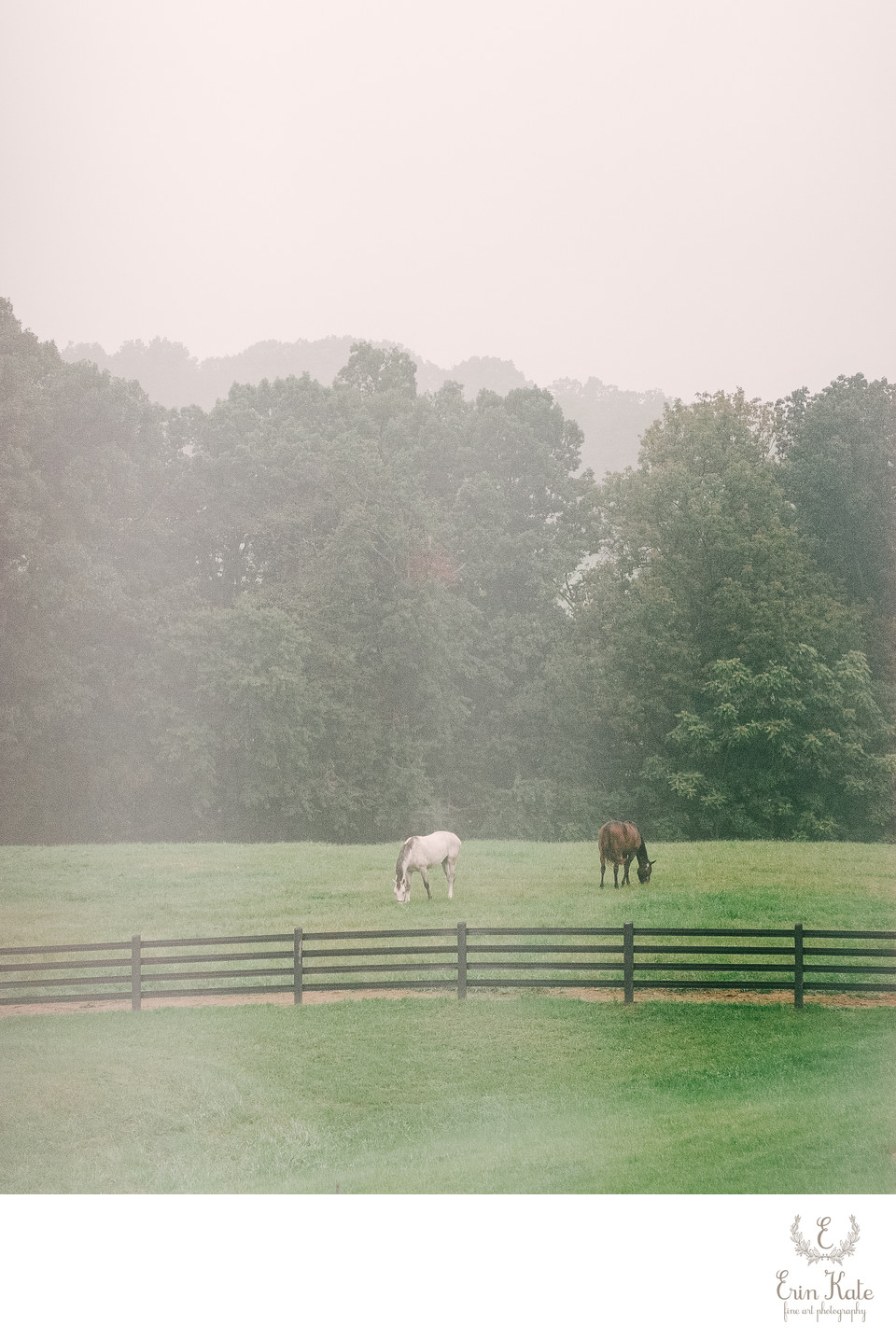 Horses Grazing in the Fog