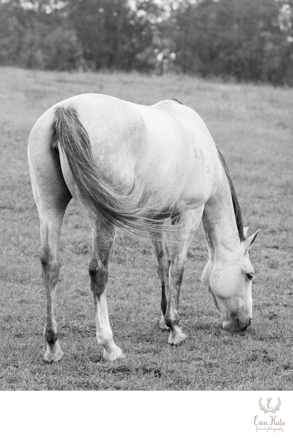 Gray Horse Grazing in Black and White