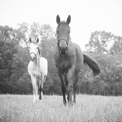 Horses in a Field Photograph